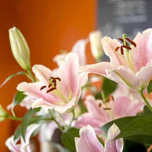 Feiern in HERMANs CafeBar in Braunschweig